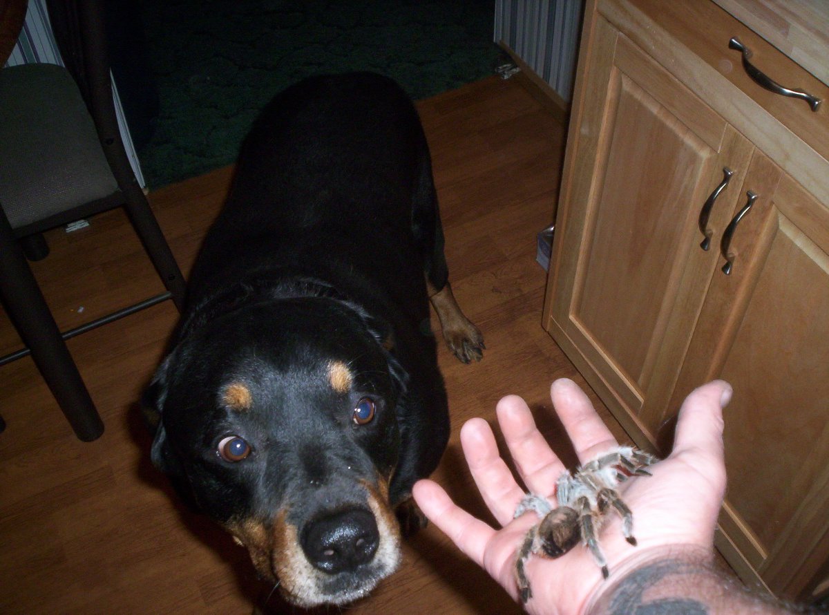 Ozzy and Spiderpig