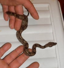 Redtailboa1