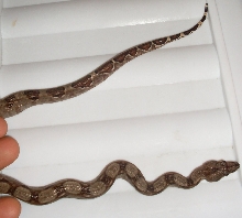 Redtailboa2