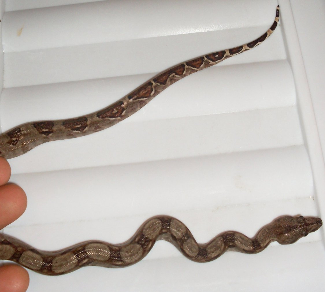 Redtailboa2