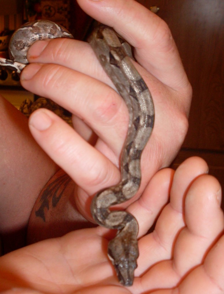 Redtail boa3