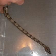 Redtail boa 4