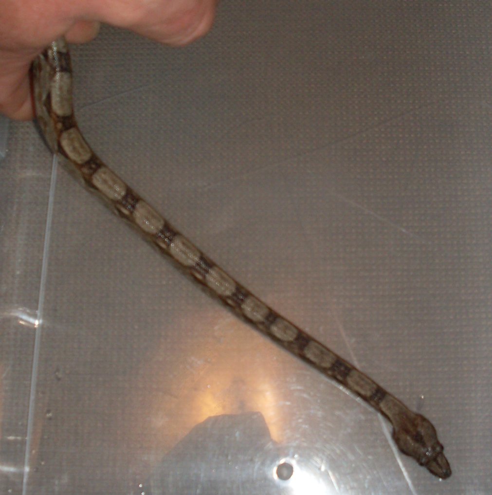 Redtail boa 4