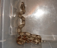Redtail boa 5