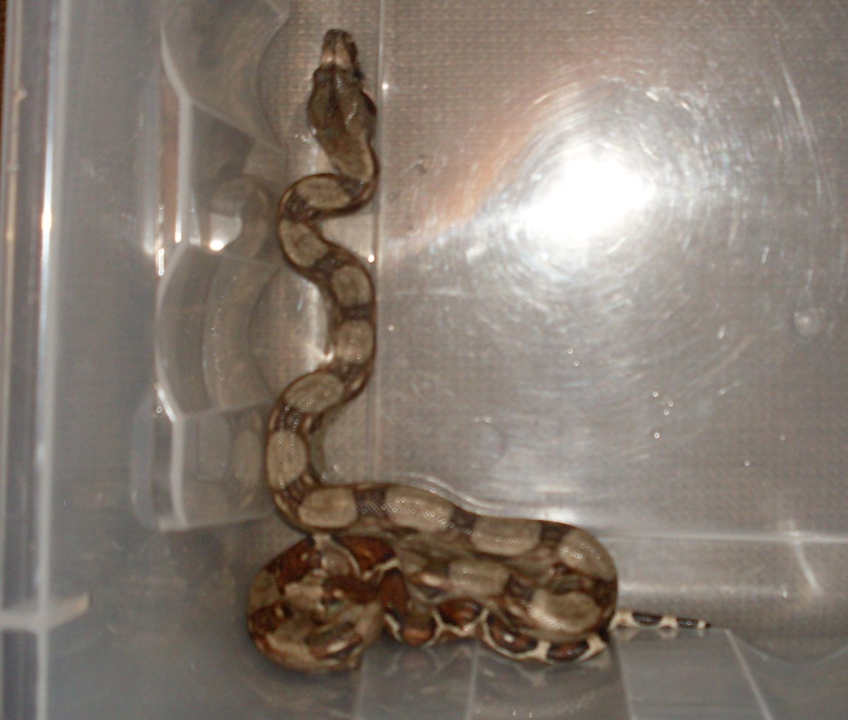 Redtail boa 5