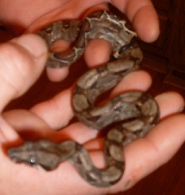 Redtail boa 6
