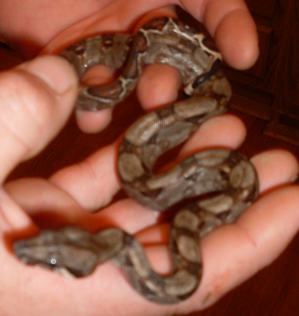 Redtail boa 6