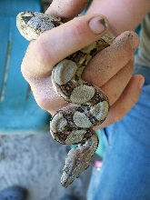 Rocky, our boa