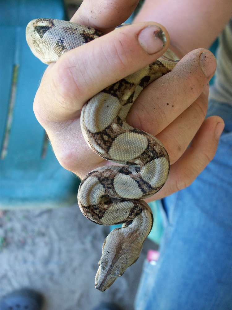 Rocky, our boa