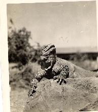 Galapagos Land Iguana