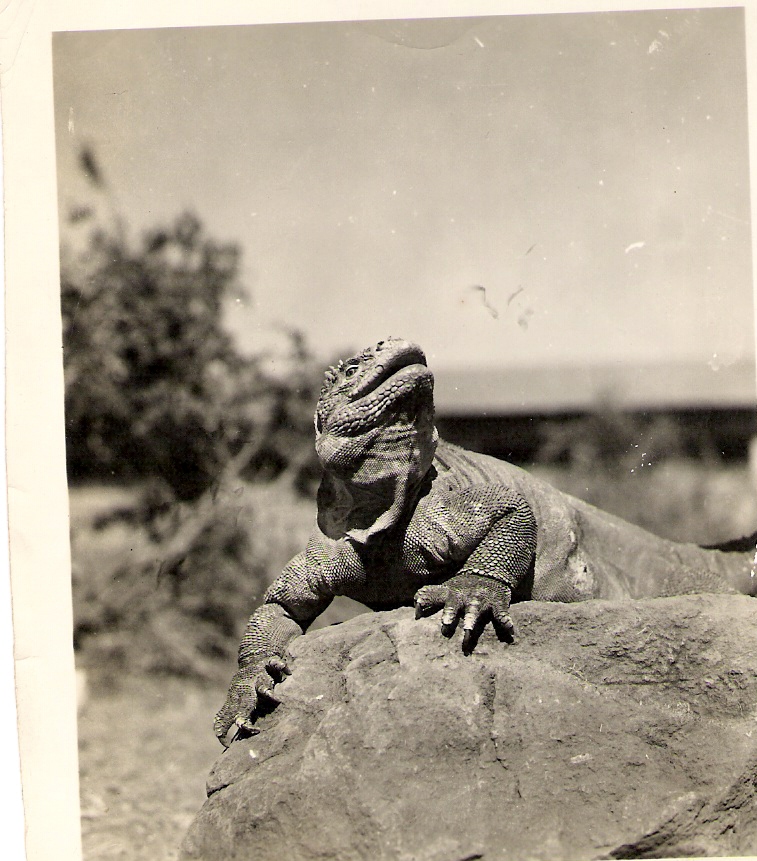 Galapagos Land Iguana
