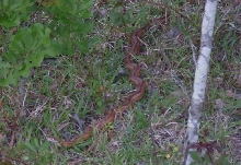 Red Rat Snake