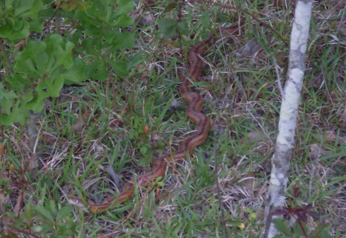 Red Rat Snake