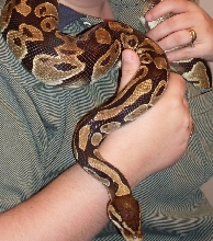 Wilson, our Ball Python