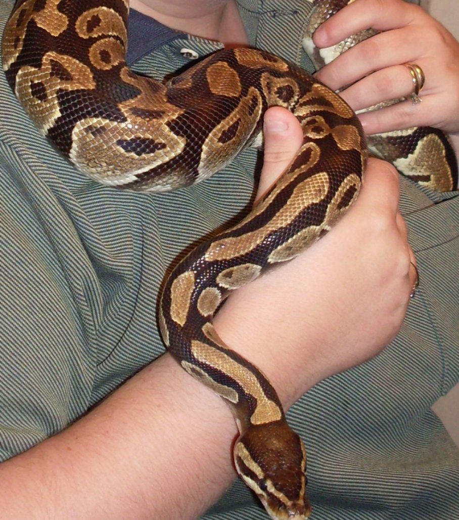 Wilson, our Ball Python