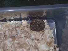 Hognose