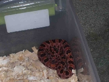 Hognose 2
