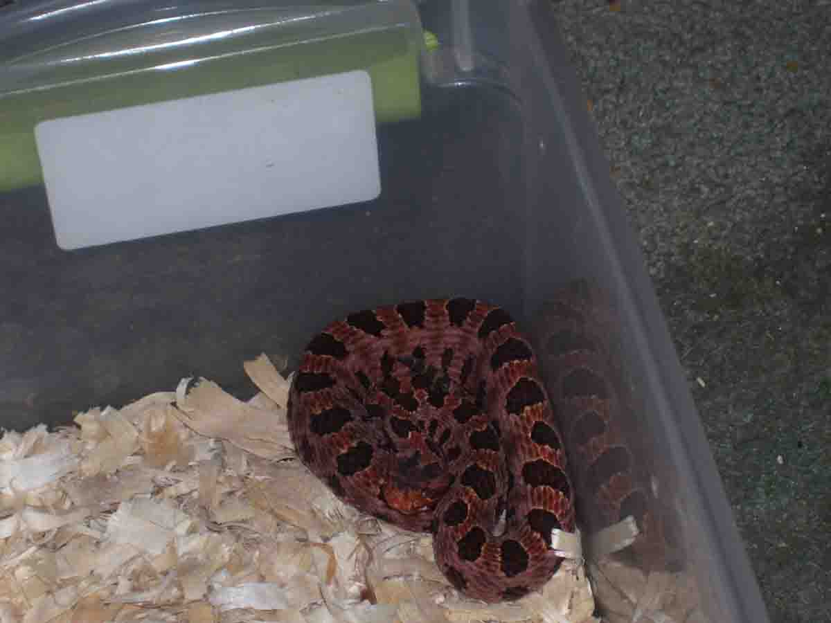 Hognose 2