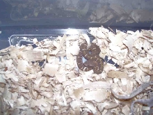Hognose 3