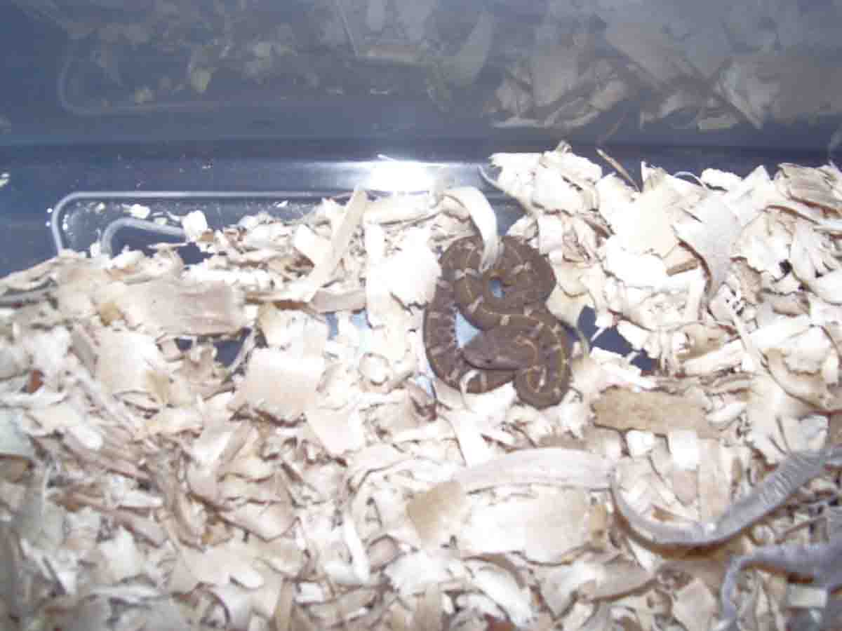 Hognose 3