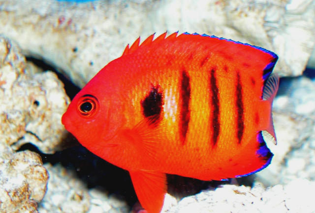 Saltwater - Austin Aquariums