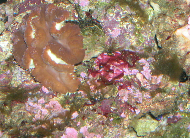 Saltwater Photos