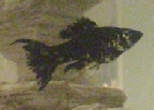 Molly Female