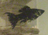 Molly Female