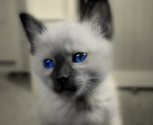 Elton the Siamese