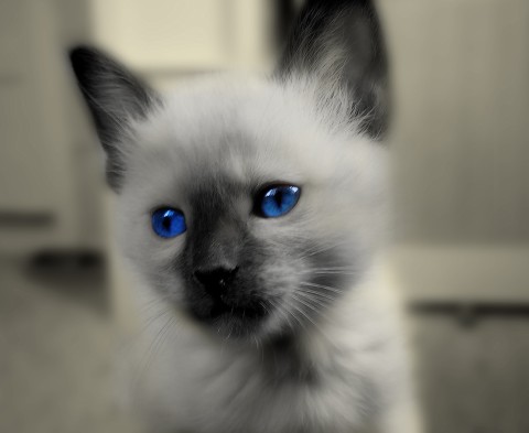 Elton the Siamese