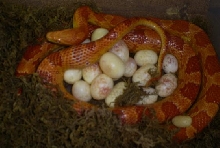 Amel Corn w/Eggs