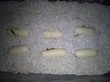 plazeggs