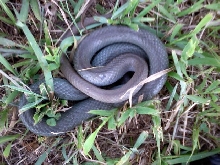 yellow bellied racer
