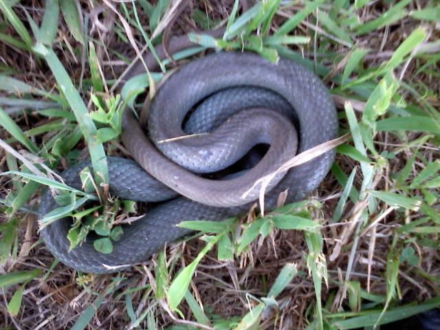 yellow bellied racer