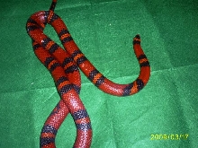 Female Tangerine Honduran Milk het. Hypo