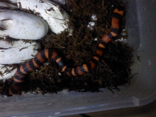 Hondo Hatch 2