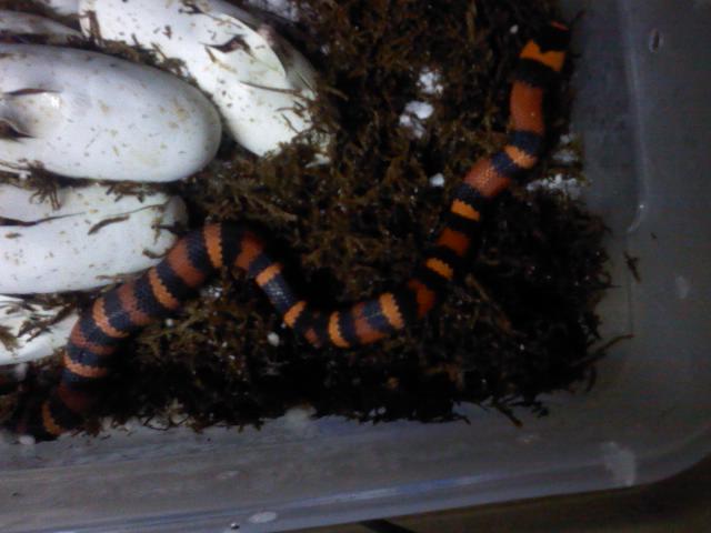 Hondo Hatch 2