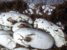 Honduran Milk Clutch