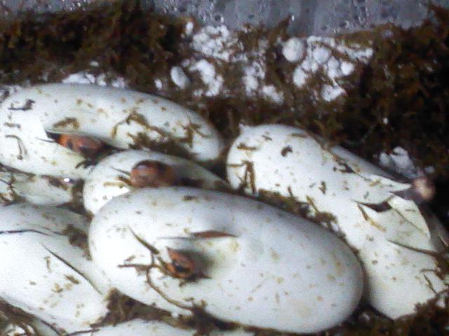 Honduran Milk Clutch