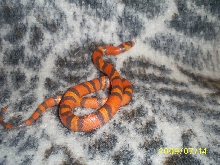 hypo1