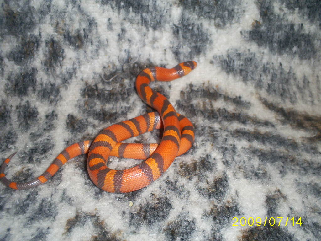 hypo1