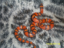 Hypo2