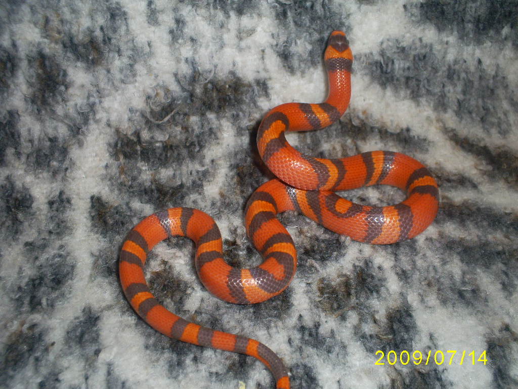 Hypo2