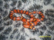 Hypo Hondo3