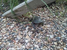 Turtle