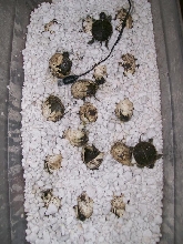 Northern Painted Turtles Hatching