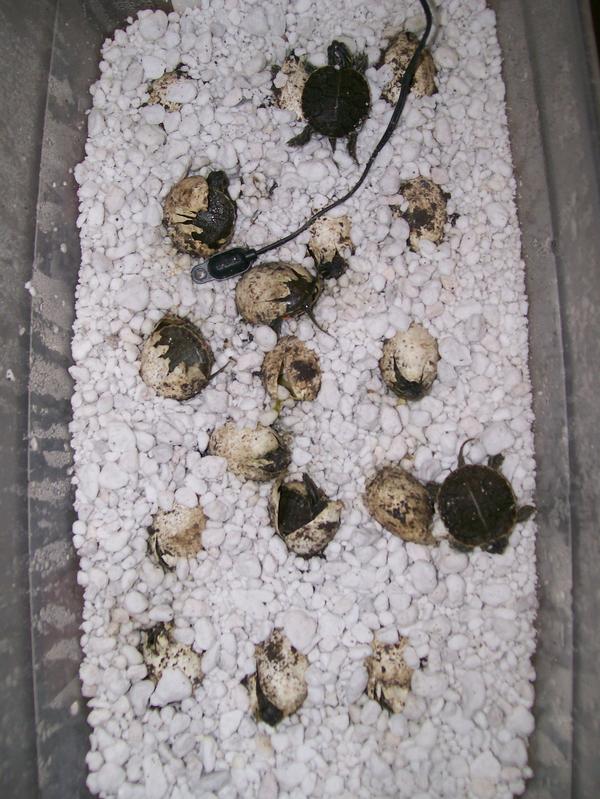 Northern Painted Turtles Hatching