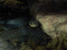 yellow bellied racer