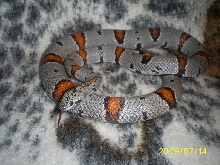 Alterna2