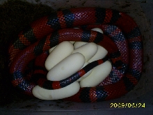 Hondo w/eggs